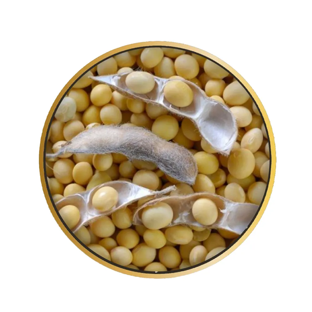 Soja OGM Geneticamente Modificado