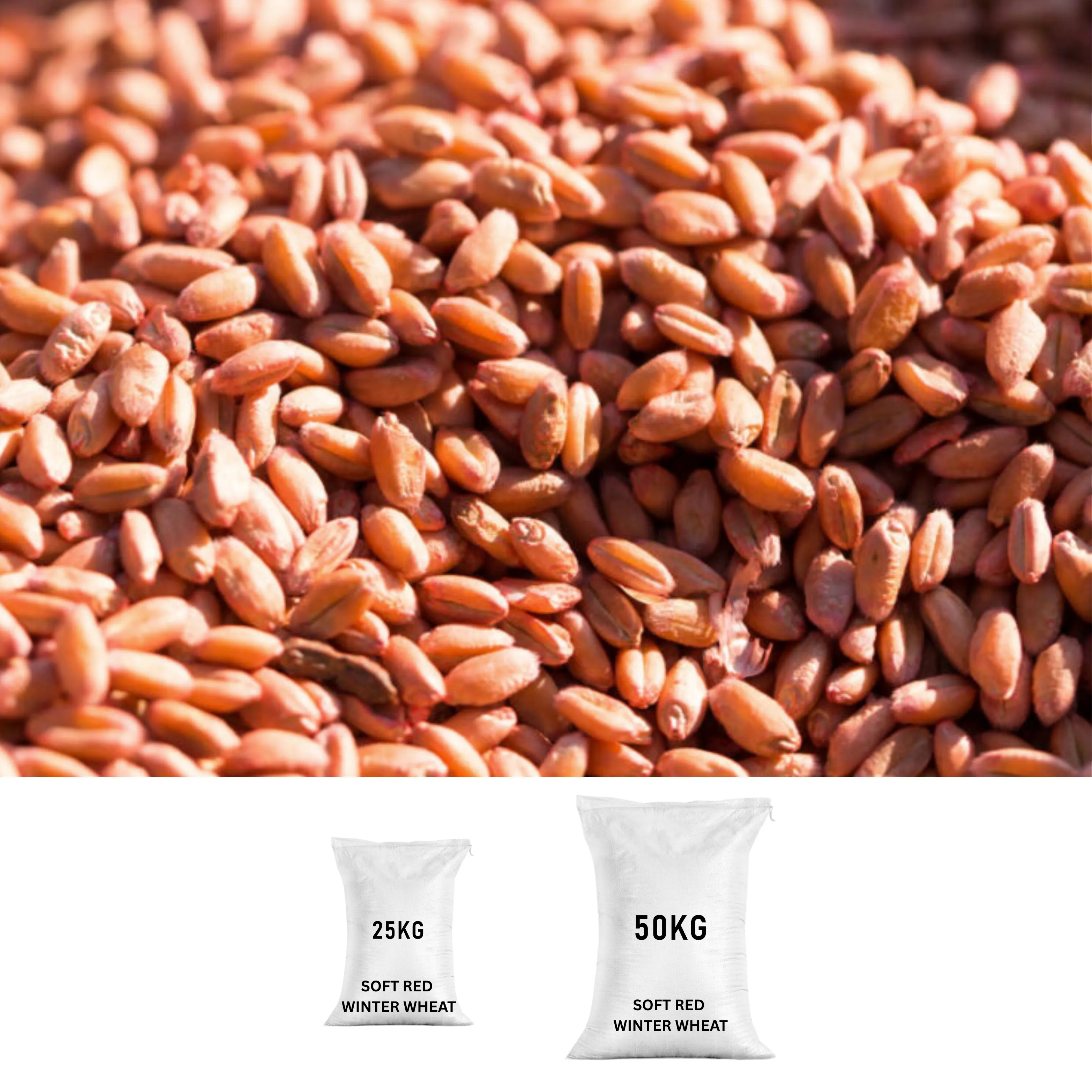 SOFT RED WINTER WHEAT